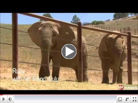 Ruby, African Elephant: In Memoriam