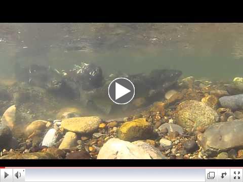 Salmon spawning and sneaky jacks