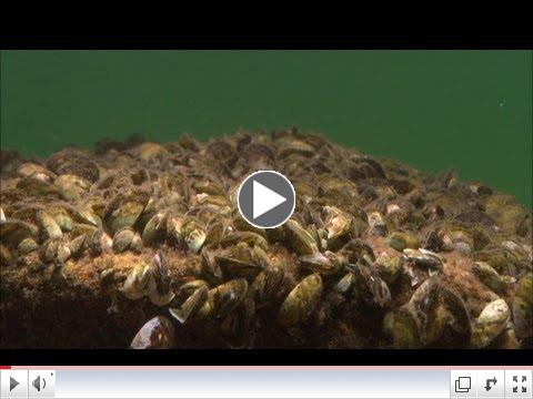 Aquatic Invasive Species - Minnesota Waters At Risk