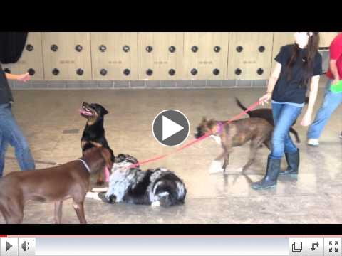 Join Partners Playgroup for Dogs