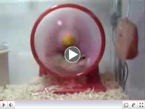 Turbo Hamster