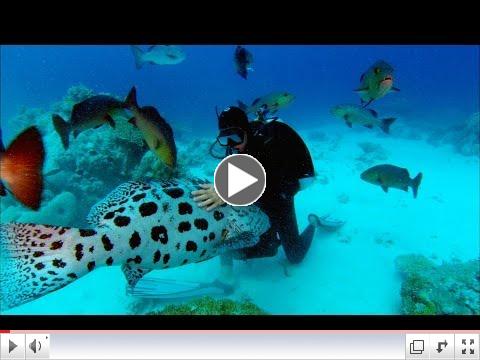 Trailer for Sharkwater