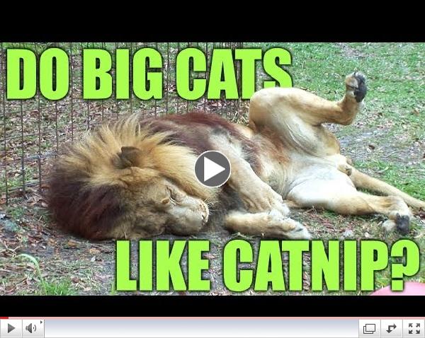 Do BIG Cats Like Catnip? 