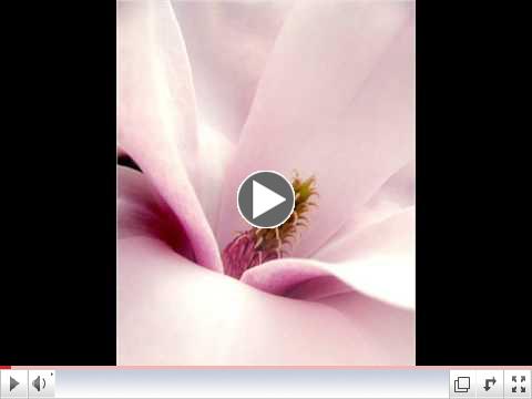 Magnolia ~ J.J. Cale