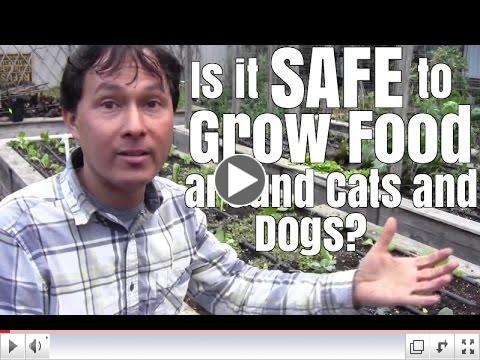 Is it Safe to Grow Food Around Cats and Dogs?
