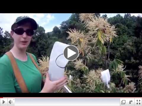 Chestnut pollination 2013