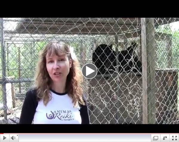 The 5 Reiki Precepts and Animals