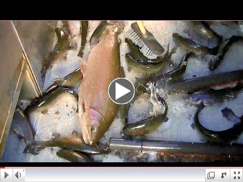 4-11-13 Stock Video