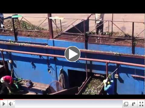 Coffee flowing from wet density separators into the pulper conveyers - Wolthers America