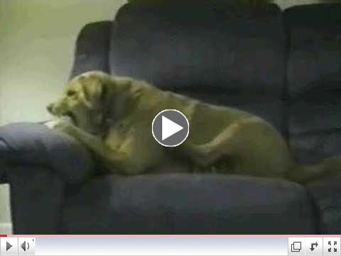 Dog Barking At His Foot