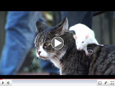 Dog, Cat, and Rat