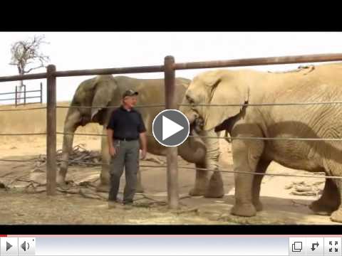 Ed Stewart Visits With PAWS' African Elephants