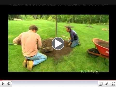 Repairing mulching problems to prevent tree death
