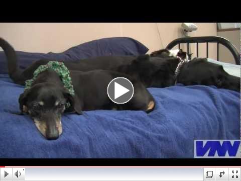 Physical Rehabilitation for Pets