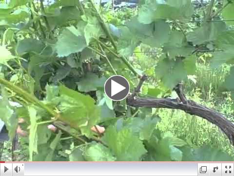 Shoot Thinning and The Scott Henry Trellis System