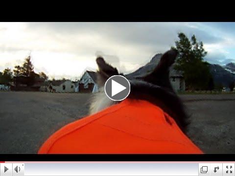 Extraordinary Dog, Extraordinary Job