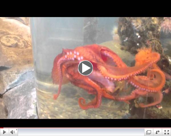 How to train your octopus