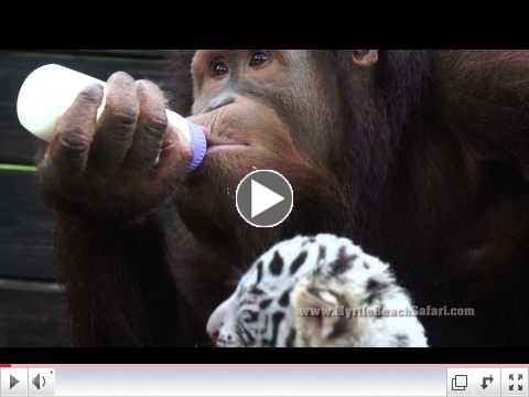 Original Video from Myrtle Beach Safari
