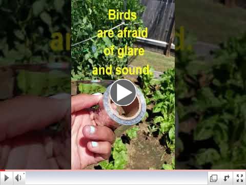 Green Thumb at 60 - Video #13 - Garden Critters (Birds)