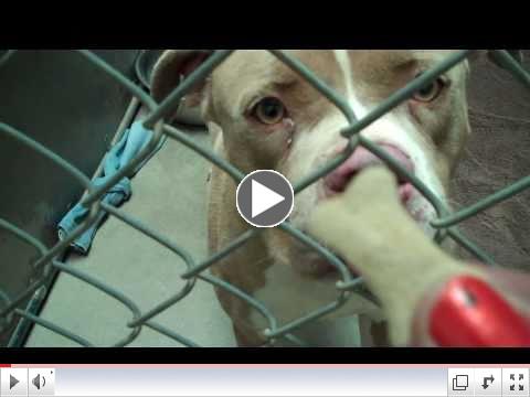 So many animals, so little space! Please adopt.
