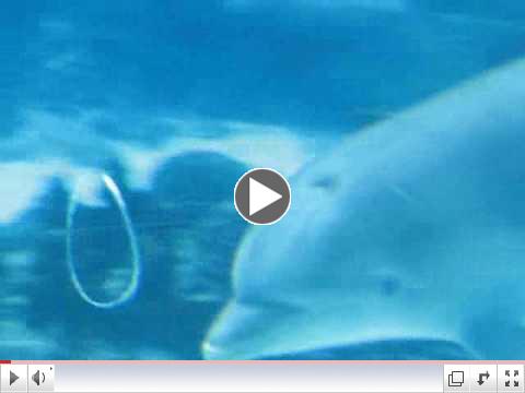 Dolphin play bubble rings