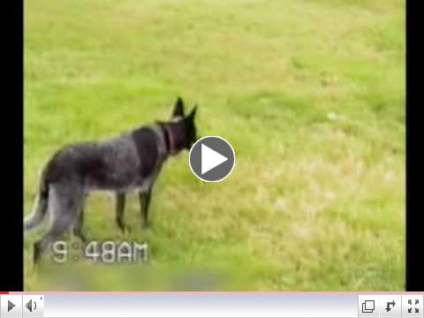 This is one Smart dog, maybe even the smartest dog in the world