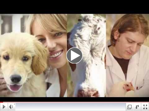 Welcome of the World of Veterinary Medicine