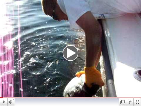 Tarpon Fishing at Bahia Honda Bridge Florida Keys May 11, 2011