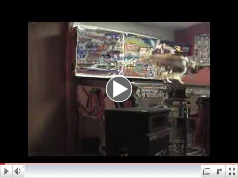 Sheltie vs the pinball machine (Hint-the Sheltie never wins)