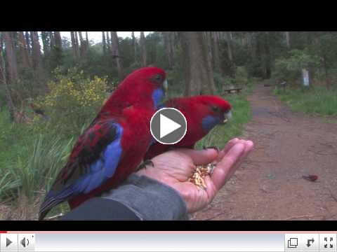 Parrots in Australia