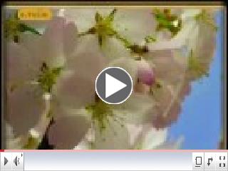 Ennio Morricone - The Green Leaves Of Summer