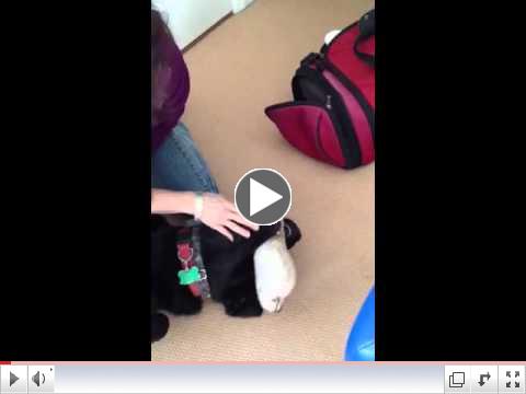 Jasper getting a massage