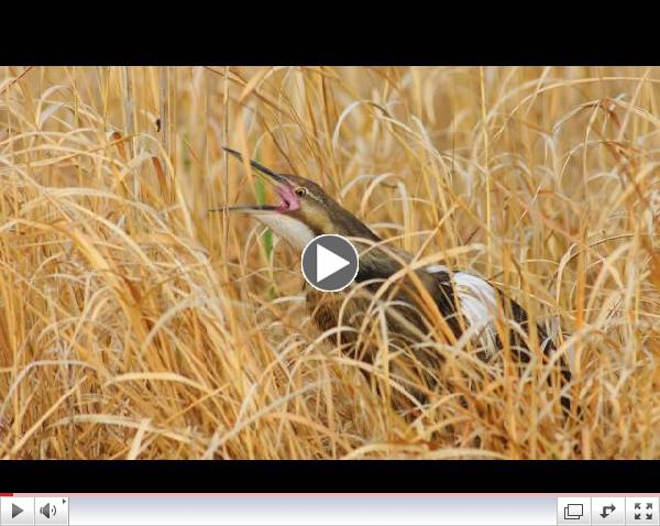 Voices: American Bittern