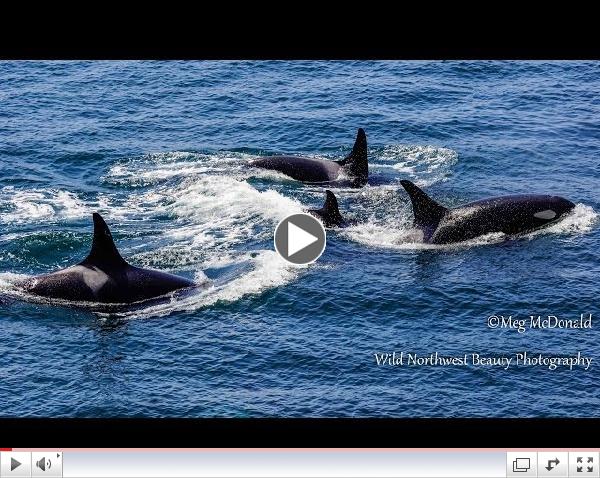 Southern Resident Killer Whales: Loving Family Reunion (HD)
