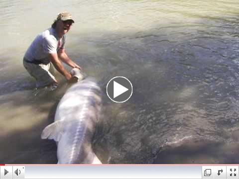 Fraser river sturgeon 700lb?