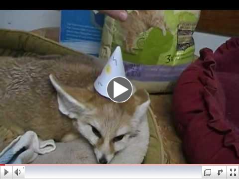 Happy Birthday to Mister Quiggles the Fennec fox