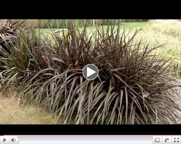 Prairie Yard & Garden: Grasses for the Landscape