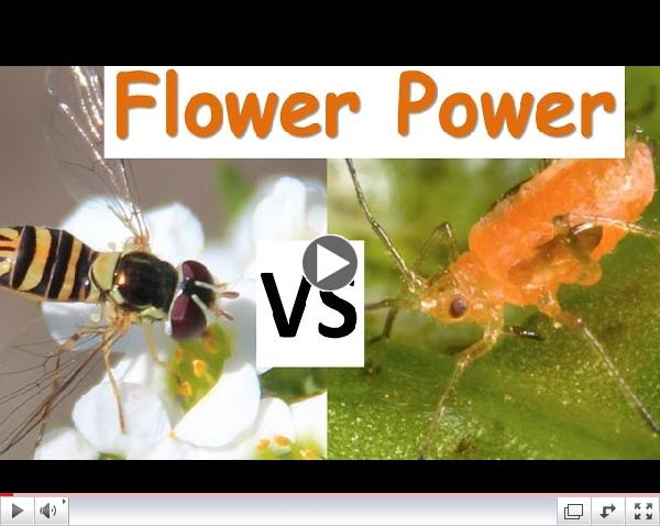 Intercropped Flowers Can Replace Insecticides in Lettuce Production
