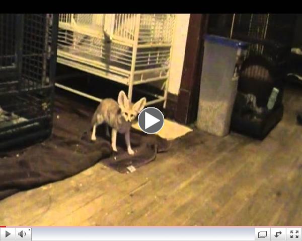 Quiggly & Cairo the fennec foxes hunting for bread
