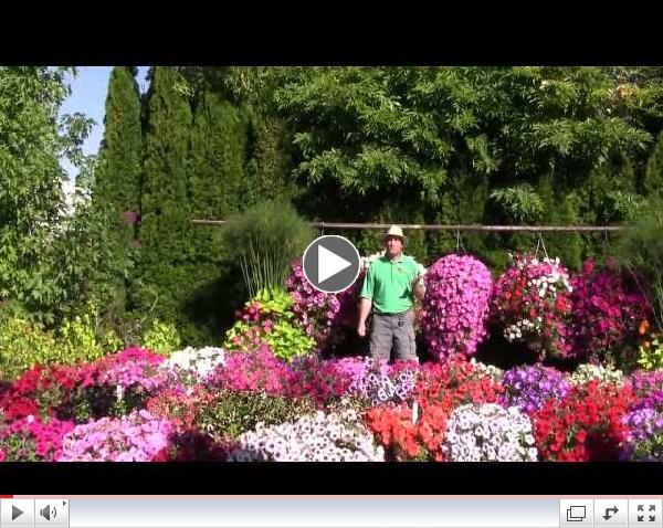 Trailing Petunia: Part 1