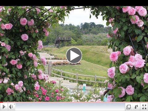 David Austin Rose Gardens at Sennan Osaka Pref. Japan in Spring 2013