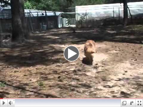 Sasha and Annie, Adopt A Golden Atlanta's Orphans of the Month