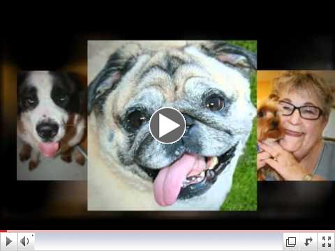 The Guests of Paws & Pals