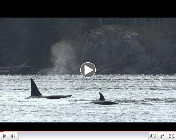 Bigg's Killer Whales (marine mammal eating) 10/2/14 Western Prince Whale & Wildlife Tours