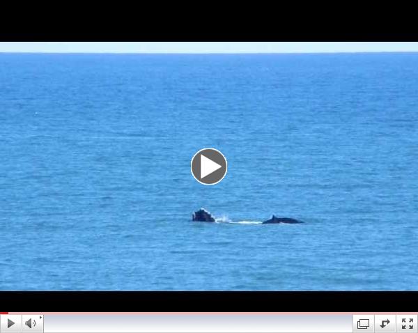 Right Whales