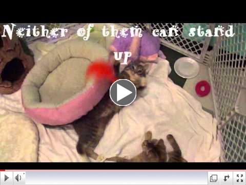 Cerebellar Hypoplasia Disabled Cats Playing