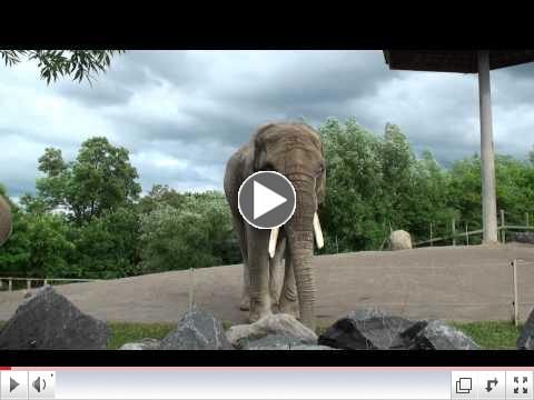 Elephant at Toronto Zoo.