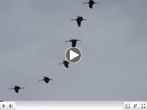 Sand Hill Cranes in Whitewater Draw near McNeal, Arizona - February 2009