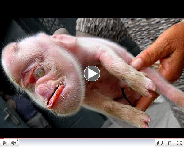 The Most Bizarre Mutations In Animals