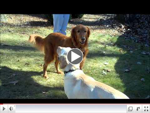AGA Monty's Meet Me Video